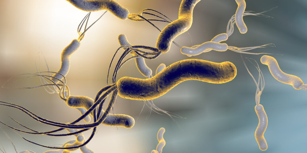 HELICOBACTER-PYLORI I probiotici nella cura Helicobacter pylori