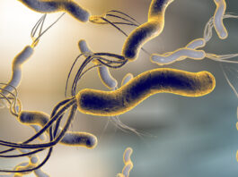 I probiotici nella cura Helicobacter pylori