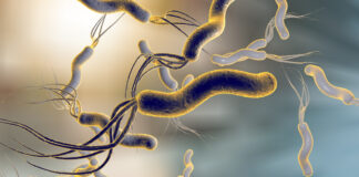 I probiotici nella cura Helicobacter pylori